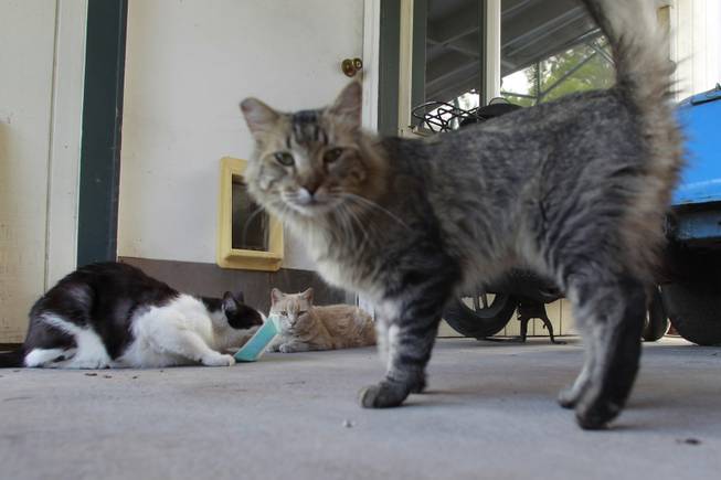 Bentley, left, and CC eat food while BT looks at a camera in North Las Vegas Thursday, July 17, 2014.