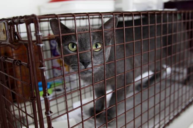 Smokey, a socialized cat who was found on the streets is seen in his cage in North Las Vegas  Thursday, July 17, 2014.