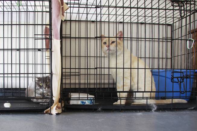 Sybil, left, and Daisy Mae sit in their cage in North Las Vegas Thursday, July 17, 2014.