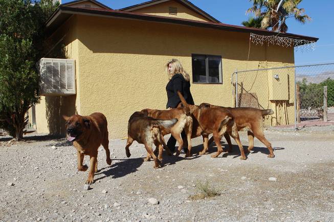 Michelle Fiore walks with her rotstiff dogs May 8, 2014.