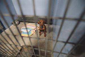 An unnamed dachshund puppy is in holding at the Lied Animal Shelter Tuesday, July 22, 2014.
