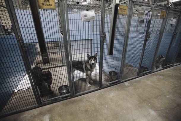 Various dogs in holding at the Lied Animal Shelter Tuesday, July 22, 2014.