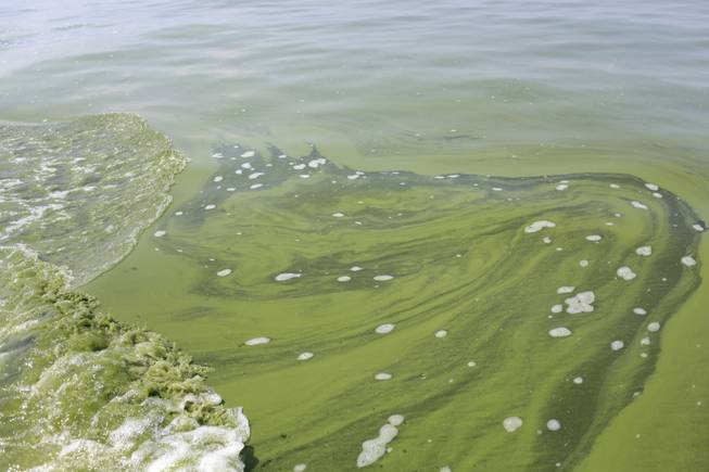 Algae is seen near the city of Toledo water intake crib, Sunday, Aug. 3, 2014, in Lake Erie, about 2.5 miles off the shore of Curtice, Ohio. More tests are needed to ensure that toxins are out of Toledo's water supply, the mayor said Sunday, instructing the 400,000 people in the region to avoid drinking tap water for a second day. Toledo officials issued the warning early Saturday after tests at one treatment plant showed two sample readings for microcystin above the standard for consumption, possibly because of algae on Lake Erie.