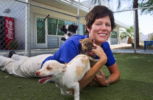 Christine Robinson, executive director of the Animal Foundation, plays with chihuahua puppies at the shelter Tuesday Aug. 4, 2014.