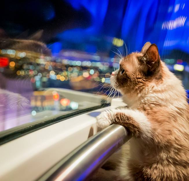 Grumpy Cat rides the High Roller Observation Wheel after her ...
