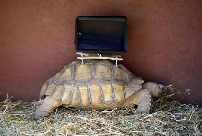 This Saturday, Aug. 2, 2014, photo shows a tortoise with an iPad mounted on its back. A group of protesters are objecting to Aspen Art Museum officials who plan to place iPads on tortoises during an art exhibition this weekend. 