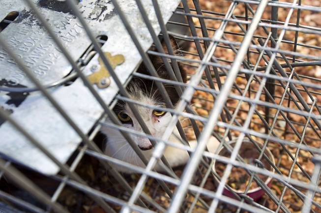 A trapped cat is shown in a cage in North Las Vegas Thursday Aug. 14, 2014. North Las Vegas Animal Control officer Dale Smock recently helped clear a house of over 100 cats. The house has since been condemned.