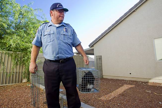 North Las Vegas Animal Control officer Dale Smock picks up a trapped cat by a home in North Las Vegas Thursday Aug. 14, 2014. Smock recently helped clear the house of over 100 cats. The house has since been condemned.