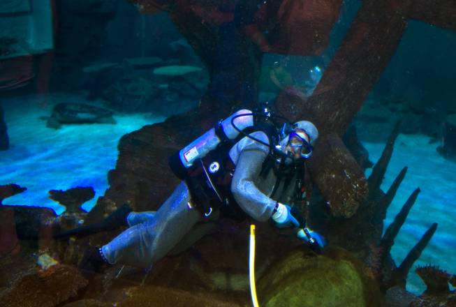 Diver Tim Harsh works to keep the Shipwreck tank clean and healthy with pressure washer at Shark Reef in the Mandalay Bay on Tuesday, August 12, 2014.