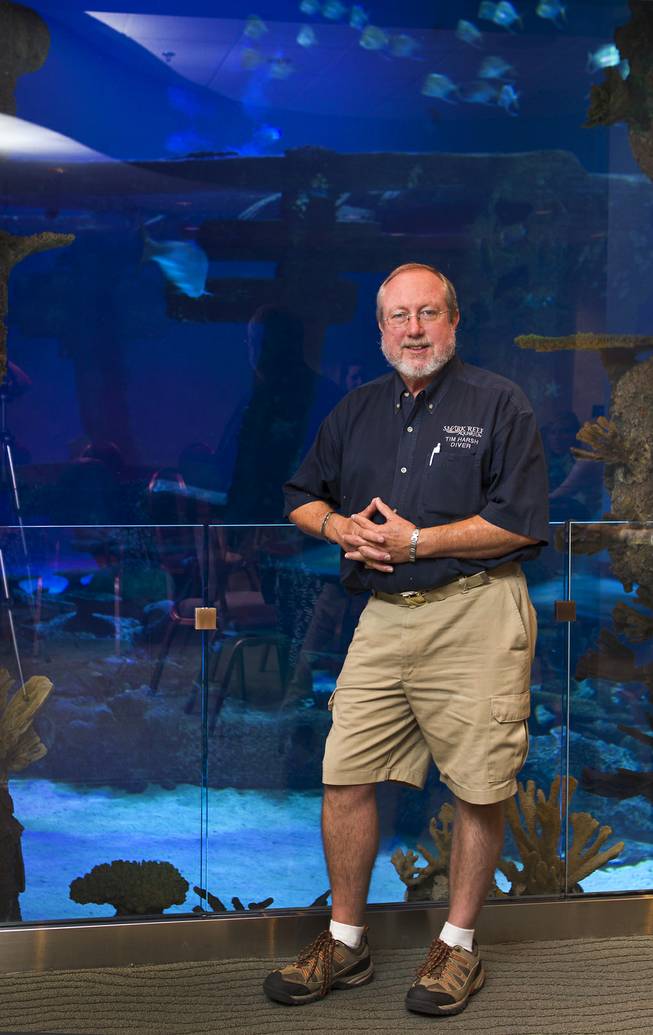 Diver Tim Harsh about the aquarium with shipwreck at Shark Reef in the Mandalay Bay on Tuesday, August 12, 2014.