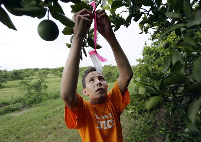 Nick Howell, 13, a member of the McLean family who owns Uncle Matt's organic orange juice company, places a vial containing the tamarixia wasp to release in their orange groves in hopes of combating the citrus greening disease, in Clermont, Fla. Florida's $9 billion citrus industry is facing its biggest threat yet by a tiny invasive bug called the Asian Citrus Psyllid, which carries bacteria that are left behind when the psyllid feeds on a citrus tree's leaves.