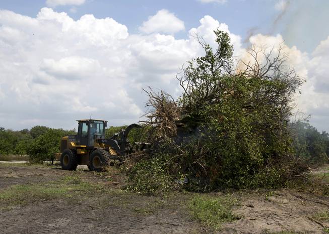 In this Tuesday, June 17, 2014 photo, citrus trees affected by a disease called "greening" are burned in a grove owned by the Hunt Bros. Cooperative in Lake Wales, Fla. The Hunt family owns 5,000-plus acres of groves and is part of the co-op that contributes to Florida's Natural, the third largest juice brand in the country. Florida's $9 billion citrus industry is facing its biggest threat yet by a tiny invasive bug called the Asian Citrus Psyllid, which carries bacteria that are left behind when the psyllid feeds on a citrus tree's leaves.  