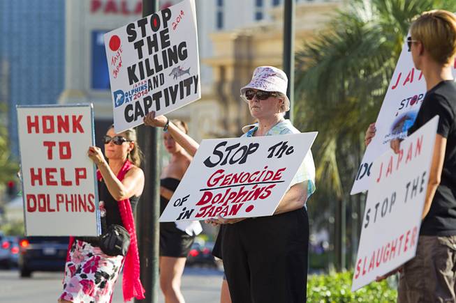 Michelle Lord, center, and other activists picket in front of the Mirage Sunday, Aug. 31, 2014. About 30 people came out to protest the annual capture and killing of dolphins in Taiji, Japan. 