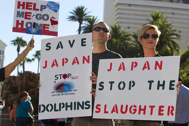 Jonathan Klatt and his wife Yvonne carry signs during a protest in front of the Mirage Sunday, Aug. 30, 2014. About 30 people came out to protest the annual capture and killing of dolphins in Taiji, Japan.