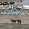 Mustangs graze at the Tahoe Reno Industrial Center 15 miles east of Sparks on Thursday, Sept. 4, 2014. Tesla Motors Inc. plans to build a 6,500-worker "gigafactory" to mass produce cheaper lithium batteries for its next line of more-affordable electric cars near the center. 