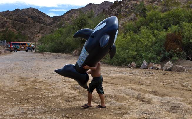 A boy carries a large blow-up whale along the Colorado River following a kayak tour with Desert Adventures on Saturday, August 30, 2014. 