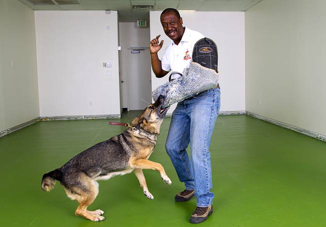 Owner Gregory Conner demonstrates the training of his dog Echo, an 8-year-old German Shepherd, at Doggy Play n Train, 10890 S. Eastern Ave., in Henderson Sept. 14, 2014. Conner recently took part in an investors roundtable at UNLV, where he pitched his business idea to a group of investors hoping to get funding. Conner also owns MPK9 Dog Training and High Power Protection Dogs and K9 Security.