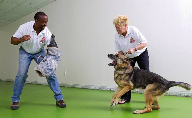 Owner Gregory Conner demonstrates the training of his dog Echo, an 8-year-old German Shepherd, held by Sabrina Lochrie at Doggy Play n Train, 10890 S. Eastern Ave., in Henderson Sept. 14, 2014. Conner recently took part in an investors roundtable at UNLV, where he pitched his business idea to a group of investors hoping to get funding. Conner also owns MPK9 Dog Training and High Power Protection Dogs and K9 Security.