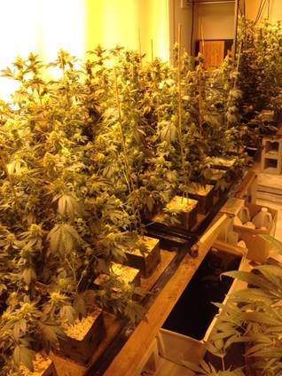 Metro busts alleged marijuana grow house
