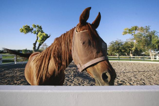 A horse stands in the stable outside of Wayne Newton's former home, once known as Casa de Shenandoah, during an open house on Monday, September 22, 2014.