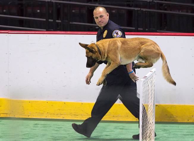 Henderson Police K9 officer Craig Mancuso watches as his partner Rony, a Belgian Malinois, clears an obstacle during the 24th Annual Las Vegas Police K9 Trials at the Orleans Arena Sunday, Oct. 19, 2014.