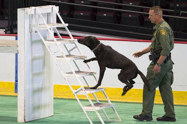 Las Vegas Metro Police K9 officer Cord Overson and his partner Rico, a Dutch Shepherd, compete during the 24th Annual Las Vegas Police K9 Trials at the Orleans Arena Sunday, Oct. 19, 2014. It was Rico's first time to compete in the trials.