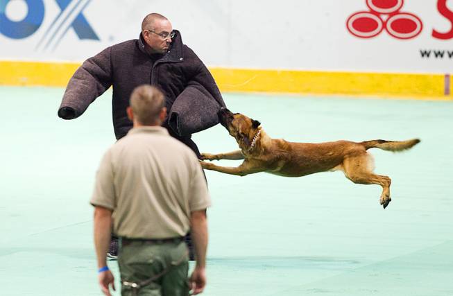 Zino, a dog with the Juab County (Utah) Sheriff's Office, mistakenly bites a "bad guy" during the agility and obedience portion of the 24th Annual Las Vegas Police K9 Trials at the Orleans Arena Sunday, Oct. 19, 2014.