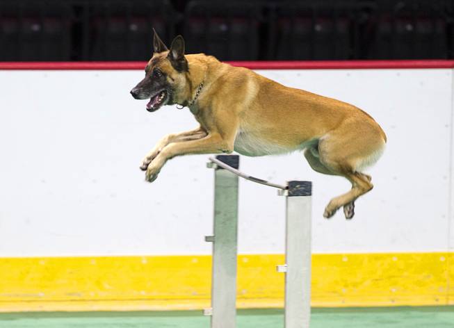 Halo, a dog with the West Valley City (Utah) Police Department, clears an obstacle during the 24th Annual Las Vegas Police K9 Trials at the Orleans Arena Sunday, Oct. 19, 2014.