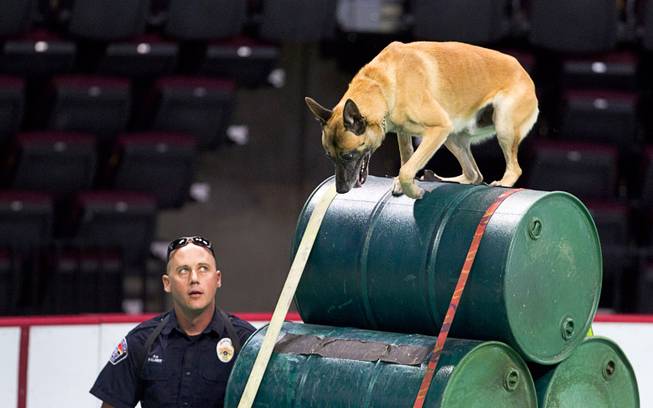 Jacob Palmer, a K9 officer with the West Valley City (Utah) Police Department, watches as his partner Halo, clears an obstacle during the 24th Annual Las Vegas Police K9 Trials at the Orleans Arena Sunday, Oct. 19, 2014.