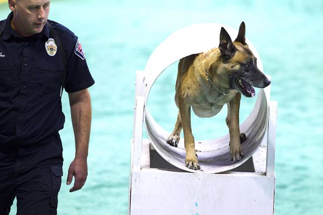 Jacob Palmer, a K9 officer with the West Valley City (Utah) Police Department, and his partner Halo, compete in the 24th Annual Las Vegas Police K9 Trials at the Orleans Arena Sunday, Oct. 19, 2014.