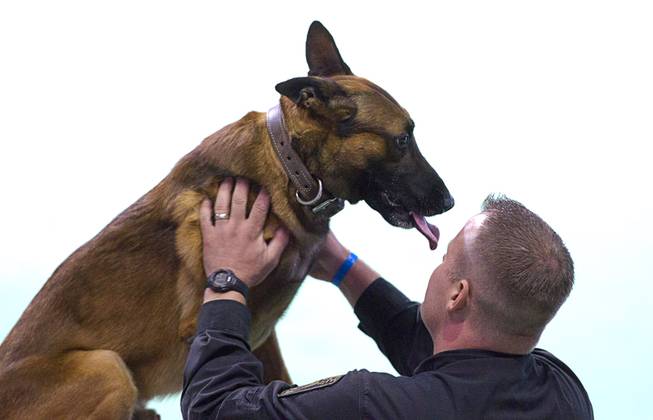 Kevin Peterson, a K9 officer with the Oro Valley (Ariz.) Police Department, praises his partner Emerson as they compete in the 24th Annual Las Vegas Police K9 Trials at the Orleans Arena Sunday, Oct. 19, 2014.