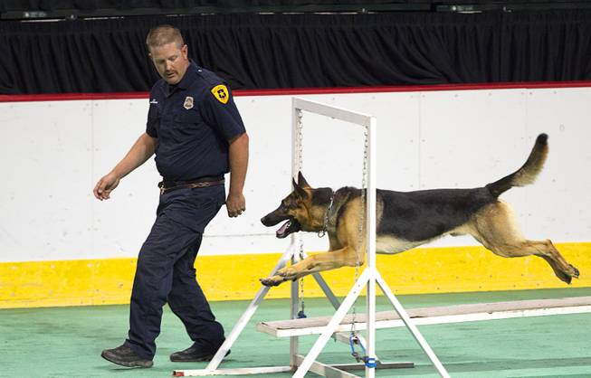 Russ Peterson, a K9 officer with the Salt Lake City Police Department, watches as his partner Tex, a German Shepherd, during the 24th Annual Las Vegas Police K9 Trials at the Orleans Arena Sunday, Oct. 19, 2014.