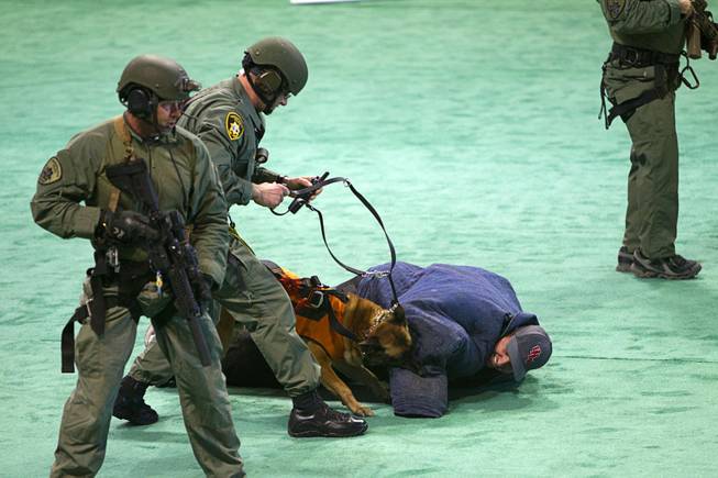 Metro Police K9 officer Jim Ledogar and his partner Reno subdue a "bad guy" in a half-time show during the 24th Annual Las Vegas Police K9 Trials at the Orleans Arena Sunday, Oct. 19, 2014.