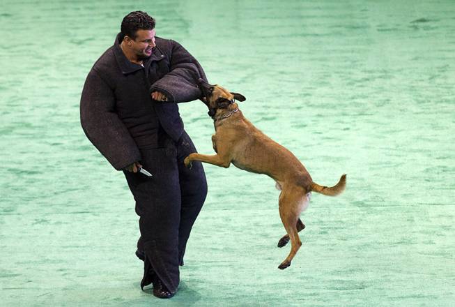 Former UFC heavyweight champion Frank Mir takes a bite from Metro Police dog Zeus in a half-time show during the 24th Annual Las Vegas Police K9 Trials at the Orleans Arena Sunday, Oct. 19, 2014.