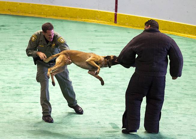 Metro Police K9 officer Tom Moore pulls his partner Zeus from former UFC heavyweight champion Frank Mir in a half-time show during the 24th Annual Las Vegas Police K9 Trials at the Orleans Arena Sunday, Oct. 19, 2014.