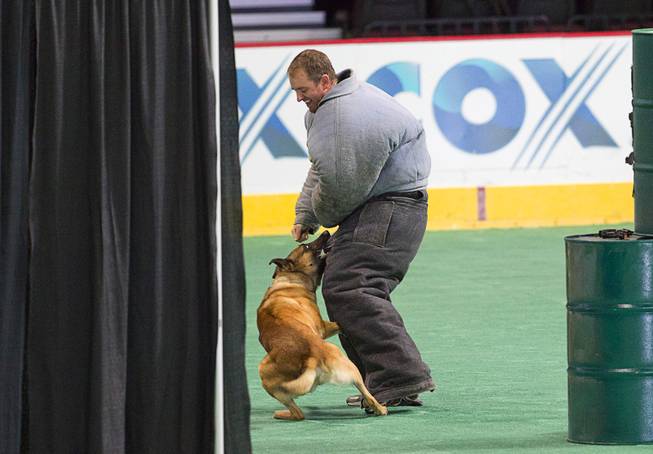 A "bad guy" gets a bite from Koa, a police dog with the Oxnard (Calif.) police department, during the 24th Annual Las Vegas Police K9 Trials at the Orleans Arena Sunday, Oct. 19, 2014.