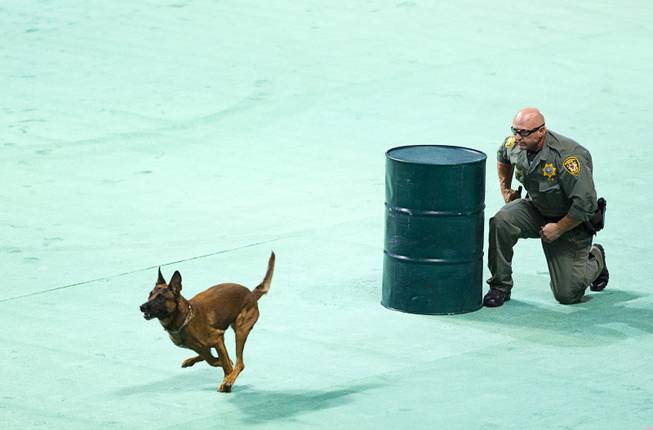 Metro Police K9 officer Mel English sends his partner Roy, a Belgian Malinois, after a "bad guy" during the 24th Annual Las Vegas Police K9 Trials at the Orleans Arena Sunday, Oct. 19, 2014.
