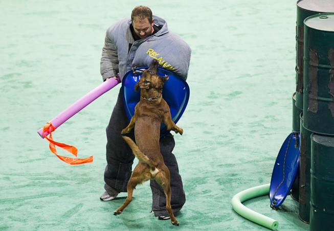 Roy, a Metro Police dog, subdues a "bad guy" during the 24th Annual Las Vegas Police K9 Trials at the Orleans Arena Sunday, Oct. 19, 2014.