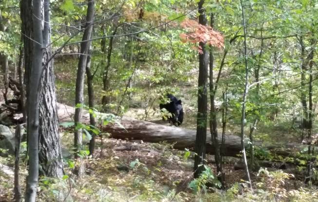 Bear Attack Hiker Dead