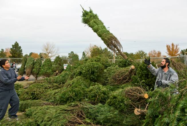 Vendor Donates Free Christmas Trees