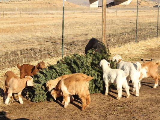Christmas tree recycling goats