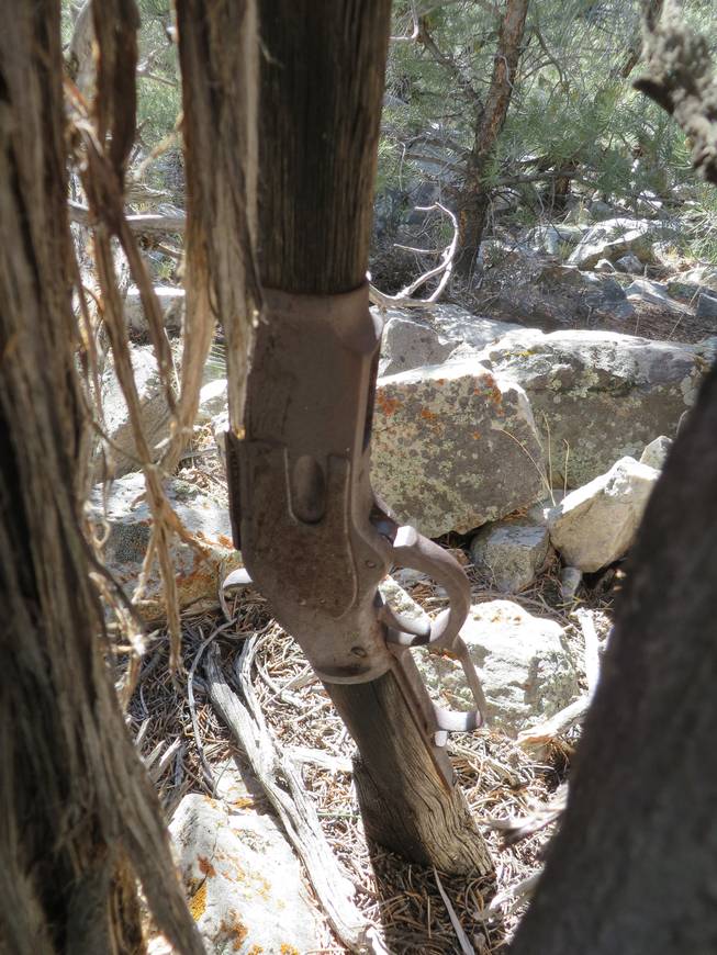 A Winchester Model 1873 rifle was found propped against a juniper tree in Great Basin National Park in November during an archaeological survey. Park spokeswoman Nichole Andler said officials may never know how long the rifle had been there, but it’s possible it was left there in the 1880s. 