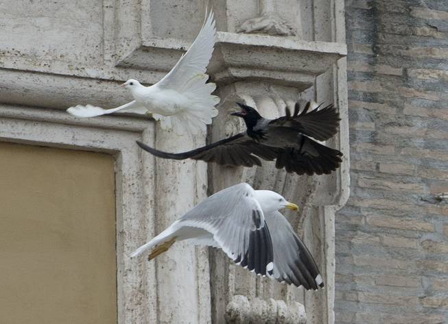 In this Jan. 26, 2014, file photo, a dove that was freed by children flanking Pope Francis during the Angelus prayer is chased by a black crow in St. Peter's Square at the Vatican. Balloons, not doves, were released as peace symbols Sunday, Jan. 25, 2015, in St. Peter's Square, a year after the attack by a seagull and the crow on the symbolic birds sparked protests by animal rights groups. For years, children, flanking the pope at a window of the papal studio overlooking the square, have released a pair of doves on the last Sunday in January, a month the Catholic church traditionally dedicates to peace themes. 