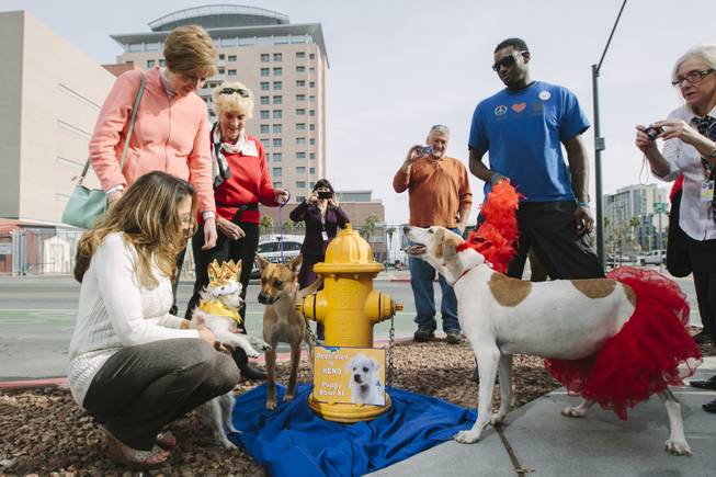 Mayor Carolyn Goodman attends the ceremonial fire hydrant dedication for Keno, a Nevada SPCA foster puppy selected to take part in Puppy Bowl XI, which airs on Super Bowl Sunday, on Wednesday, Jan. 28, 2015.
