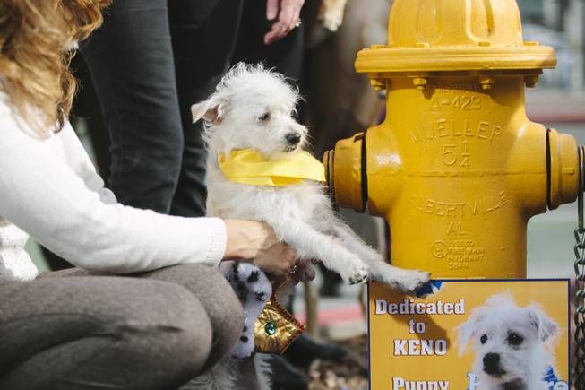 Keno, a Nevada SPCA foster puppy selected to take part in Puppy Bowl XI, which airs on Super Bowl Sunday, attends the ceremonial fire hydrant dedication on Wednesday, Jan. 28, 2015.