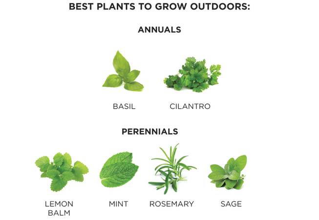 All of these plants grow large and make good ground cover. Indoor herbs such as oregano and parsley also can thrive outdoors with proper care.