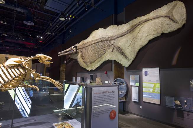 Fossils are displayed at the Nevada State Museum in the Las Vegas Springs Preserve Monday, March 2, 2015.