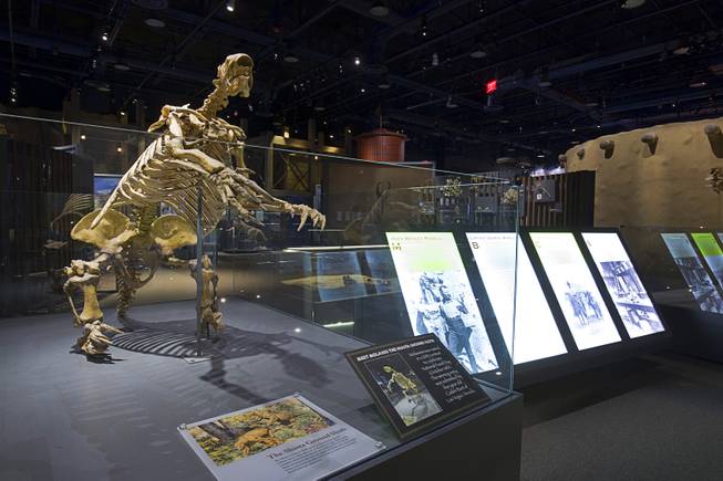 "Molasses," a Shasta Ground Sloth fossil, is displayed at the Nevada State Museum in the Las Vegas Springs Preserve Monday, March 2, 2015.
