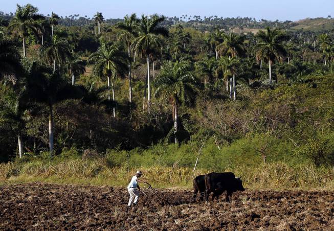 Farmer Antonio Rodriguez, 60, ploughs a field using oxen on unused government land that farmers are allowed to use to grow food and raise livestock on the outskirts of Havana, Cuba, Tuesday, March 3, 2015. 