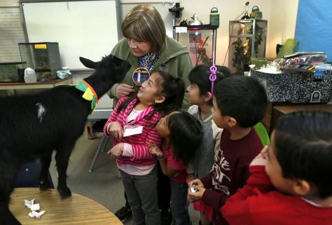 Science specialist Kim Law and students interact with Gertie, a Nigerian Pygmy Goat they have at Mabel Hoggard Math and Science Magnet School on Tuesday, February 3, 2015.